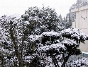 午後になって急に降り出した雪