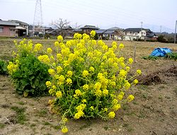 �t�̉Ԃ��炫�o����