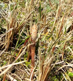 �悤�₭����o��������