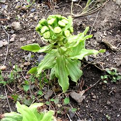 ��Ō������ӂ��̂Ƃ�