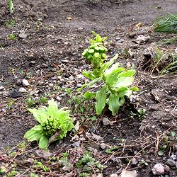 ��̂ӂ��̂Ƃ�