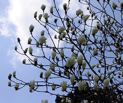 �܂��Ō�������