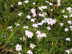 �����Ȕ�����