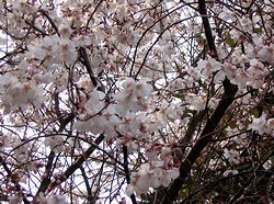 ���J�i�@�����j