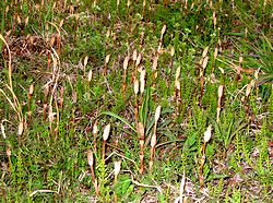 �����������ς�