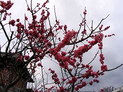 �~�������H�i�ߏ��̔��ɍ炭�ԁj