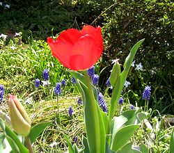 ��ɍ炢���`���[���b�v�̉�