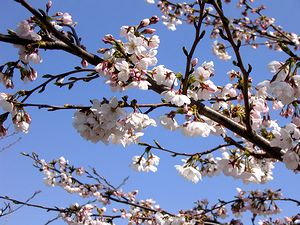 �����C���̑�������i�����������Ȃ�āj�̍�