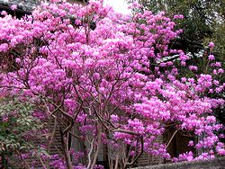 �܂��Ō�������