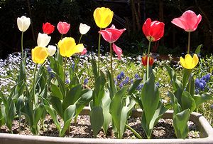 ��ɍ炢���`���[���b�v�̉�