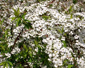 ��ɍ炢�����L���i�M�̉�