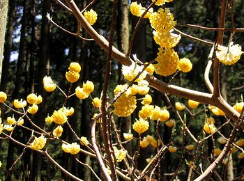 �݂܂��̉�