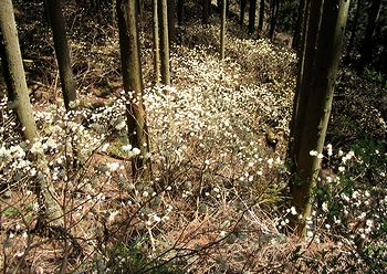 �݂܂��̌Q���n