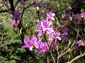 �R�c�c�W�̉�