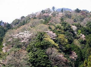 �R�����猩����F�Â����R