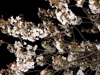 �L�c�N���j�b�N�̃��C�g�A�b�v���ꂽ���