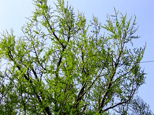 �V�΂̋G�߂��}���A��t���ڗ��C�`���E�̖؁i�@�p���j