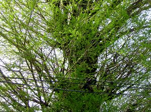 �V�΂̋G�߂��}���A��t���ڗ��C�`���E�̖؁i�@�p���j