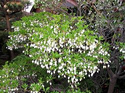 �h�E�_���c�c�W�̉�