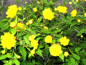 ��̃��}�u�L�̉�