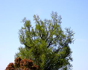 �V�΂ɉf����C�`���E�̖؁i�@�p���j