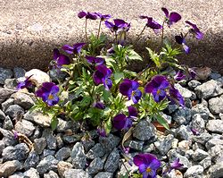 �܂��Ō�������