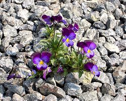 �܂��Ō�������