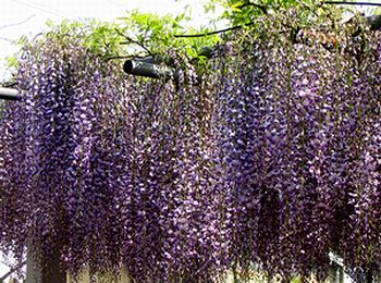 ���ގ��̂ӂ�