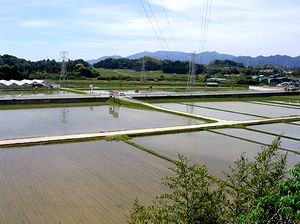 ���̒���ꂽ�c���