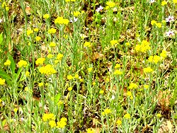 �܂��Ō���������