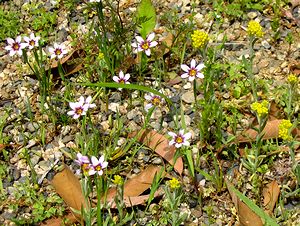 �܂��Ō�������