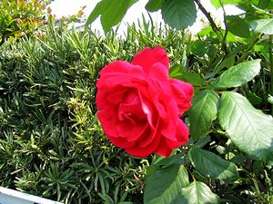 ��ւ̃o���̉�