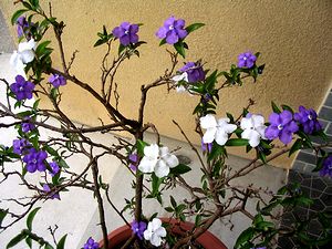 �䂪�Ƃ̌��ւɂ���W���X�~���̉�