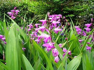 ��ɍ炢����