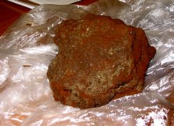 �l���s�s�Ō@��o���ꂽ�t�F���V���g