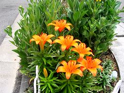 �܂��Ō��������̉�