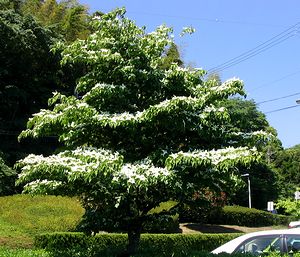 �s���}���ٕt�߂ł݂�����