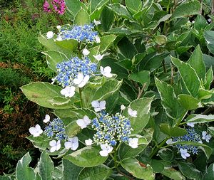 ��ɍ炭�K�N�A�W�T�C