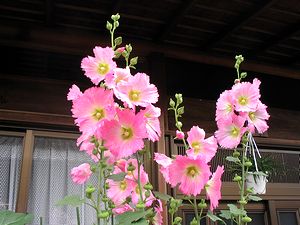 �܂��Ō�������