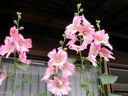 �܂��Ō�������