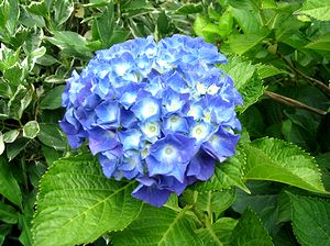 ���������̉�