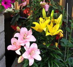 �܂��Ō�������