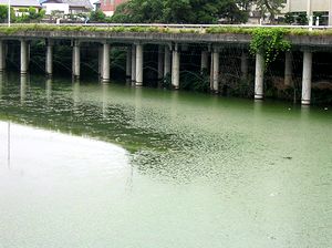 ���̎����A���������Ȃ�r�̑�