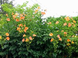 �܂��Ō�������