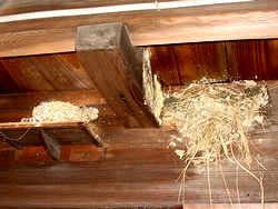 �����̃c�o���̑�