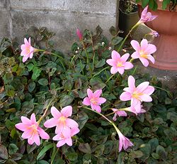 �܂��Ō�������