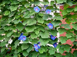 �܂��Ō������A�T�K�I�̉�