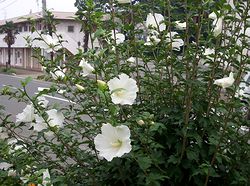 �܂��Ō���������