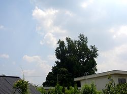 �~�J������������̉ċ�i�@�p���̃C�`���E�j