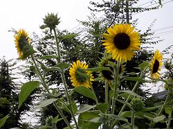 �ẲԁA�Ђ܂��